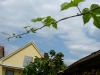 p1100013-2