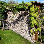Před sklizní 20160819_162320