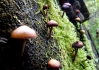 Funghi, funghi..