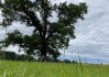 Fotků, z doubkem..